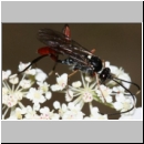 Exetastes adpressorius - Schlupfwespe m01d 9mm - OS-Hasbergen Lehmwiese det06.jpg